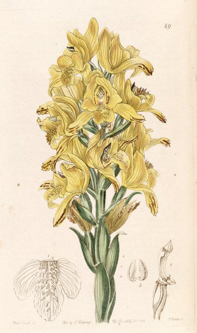 Chloraea piquichen by Miss Drake